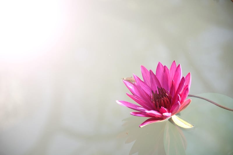 Lotus flower in a garden